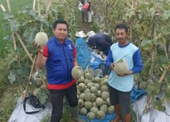 melon tugu mulyo