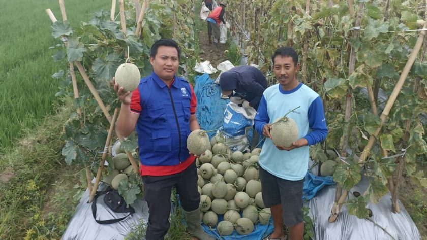 melon tugu mulyo