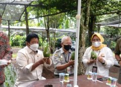 Alpukat Pameling di Malang