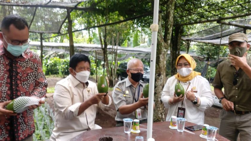 Alpukat Pameling di Malang