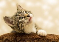 5 fakta menarik kucing