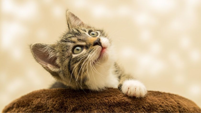 5 fakta menarik kucing