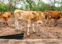 8 Jenis Pakan Fermentasi Untuk Hewan Ternak