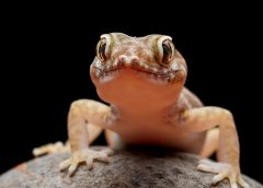 cicak dan tokek nempel di dinding
