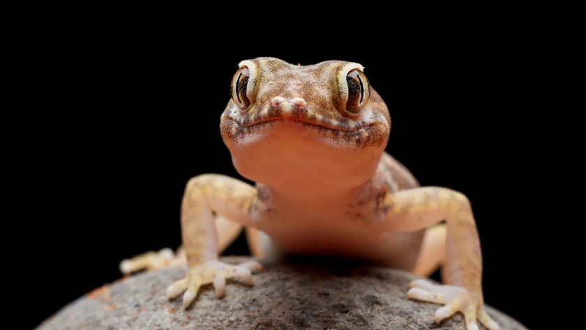 cicak dan tokek nempel di dinding