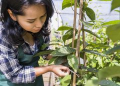 0 Macam Hama Tumbuhan yang Sering Bikin Petani Geram