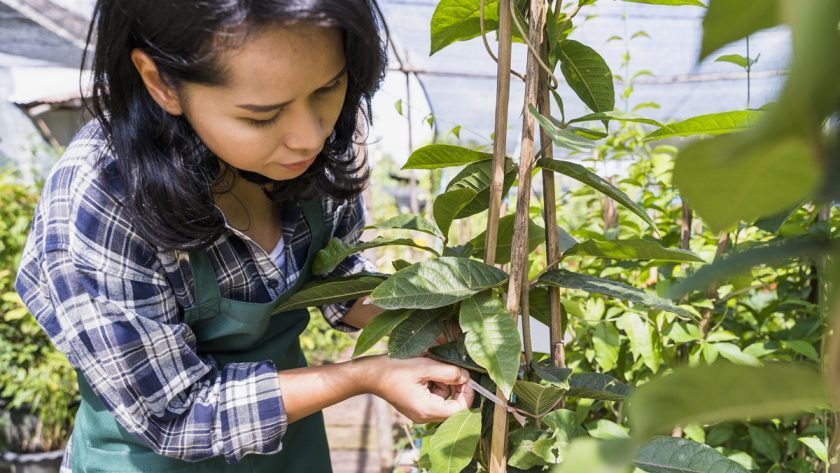 0 Macam Hama Tumbuhan yang Sering Bikin Petani Geram