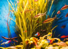 Tanaman Air yang Cocok Untuk Aquarium