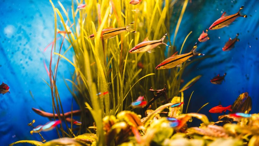 Tanaman Air yang Cocok Untuk Aquarium