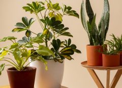 7 Penyebab Daun Menguning dan Gugur, Keenam Kamu Banget!