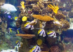 Aksesoris Aquarium yang Wajib Dibeli Sebelum Pelihara Ikan