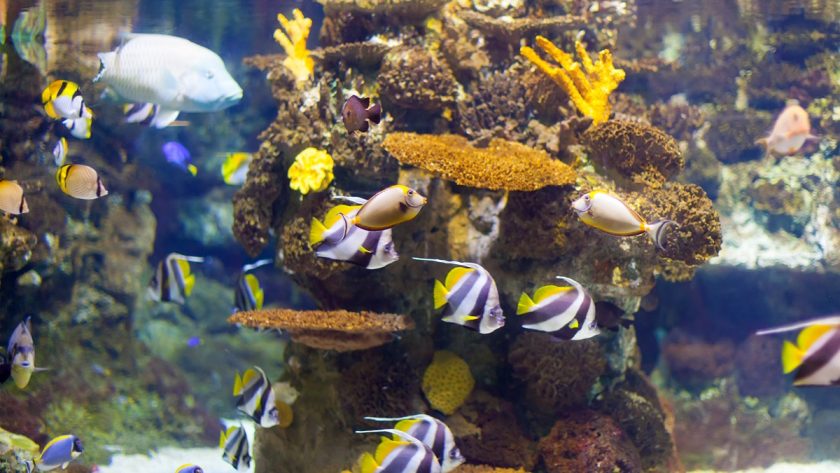 Aksesoris Aquarium yang Wajib Dibeli Sebelum Pelihara Ikan