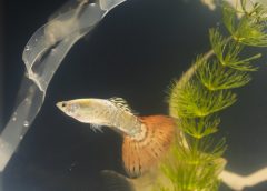Makanan Alami Ikan di Aquarium, Biar Gak Pelet Terus