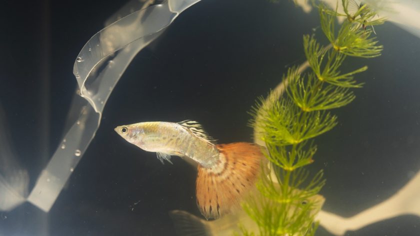 Makanan Alami Ikan di Aquarium, Biar Gak Pelet Terus