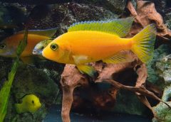 Pelihara Ikan di Aquarium Biar Gak Cepat Mati, Ini 5 Tipsnya