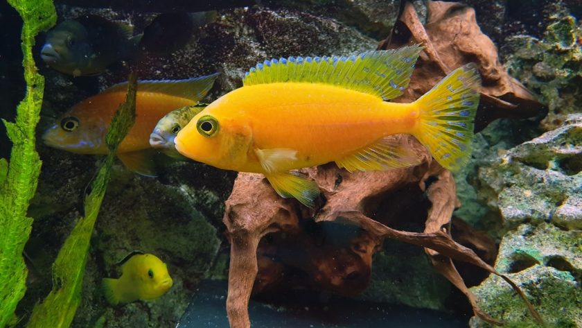 Pelihara Ikan di Aquarium Biar Gak Cepat Mati, Ini 5 Tipsnya