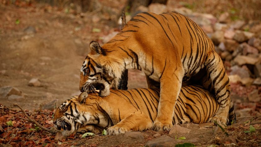 5 Fakta Menarik Hari Harimau Sedunia Setiap 29 Juli